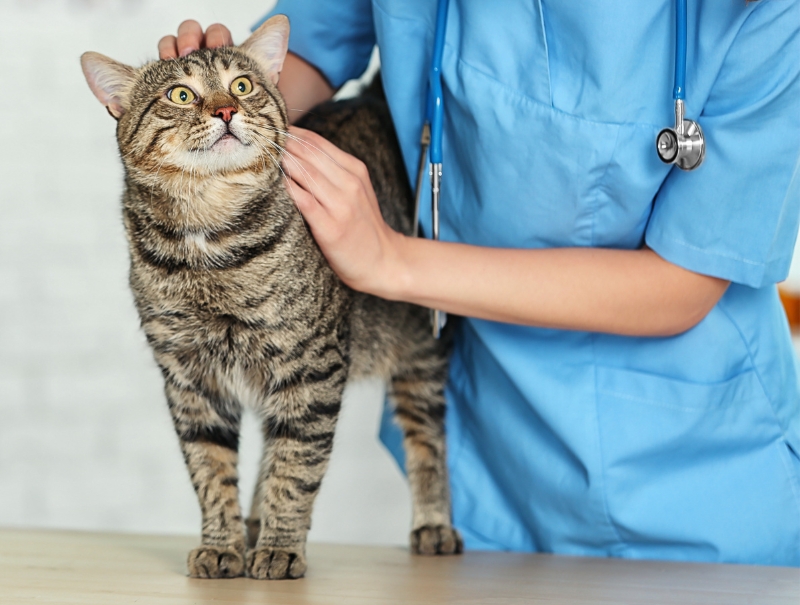 Veterinary Jobs in Carrollton