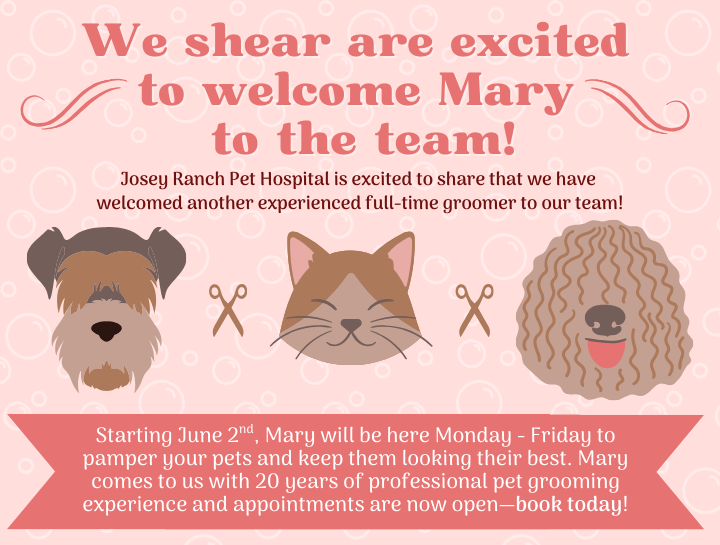 Please Welcome our New Groomer - Mary!